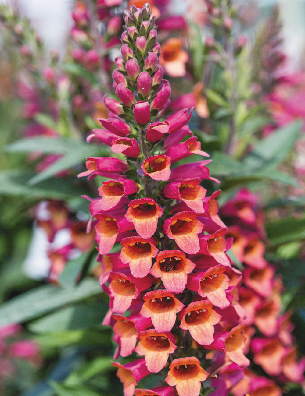 Digiplexis 'Foxlight Ruby Glow'