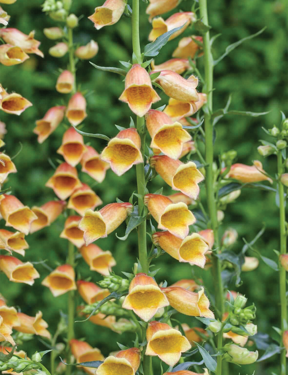 Foxglove 'Goldcrest'