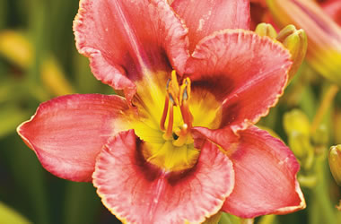 Dwarf Daylily Cranberry Baby