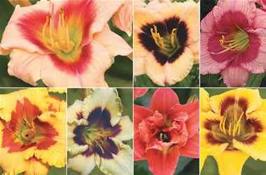 Dwarf Daylilies Collection