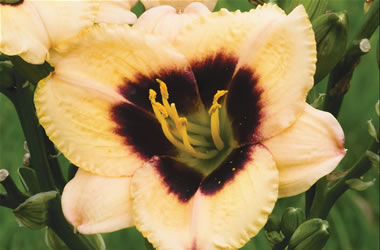 Dwarf Daylilies Dragon Orb
