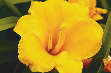 Dwarf Daylily 'Evergreen Stella'