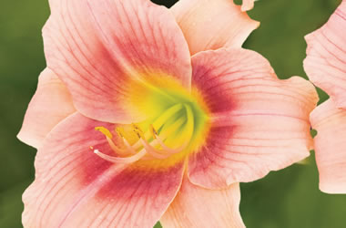 Dwarf Daylily Littlest Angel