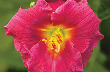 Dwarf Daylily Little Romance