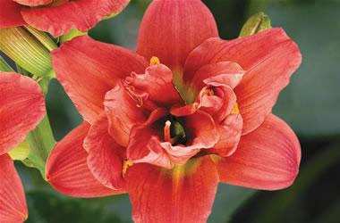 Dwarf Daylilies Little Wild Flower