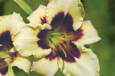 Dwarf Daylilies Piano Man