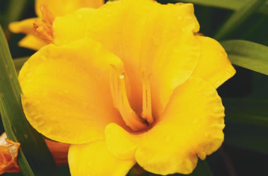 Dwarf Daylily Stella D'Oro