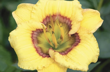 (3A) Dwarf Daylilies 'Wizard's Whimsy'