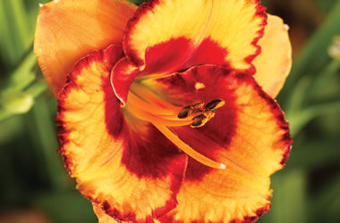 Daylilies Andy Candy