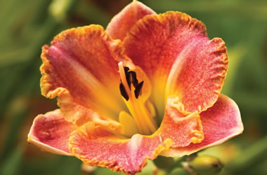 Daylilies Breed Apart