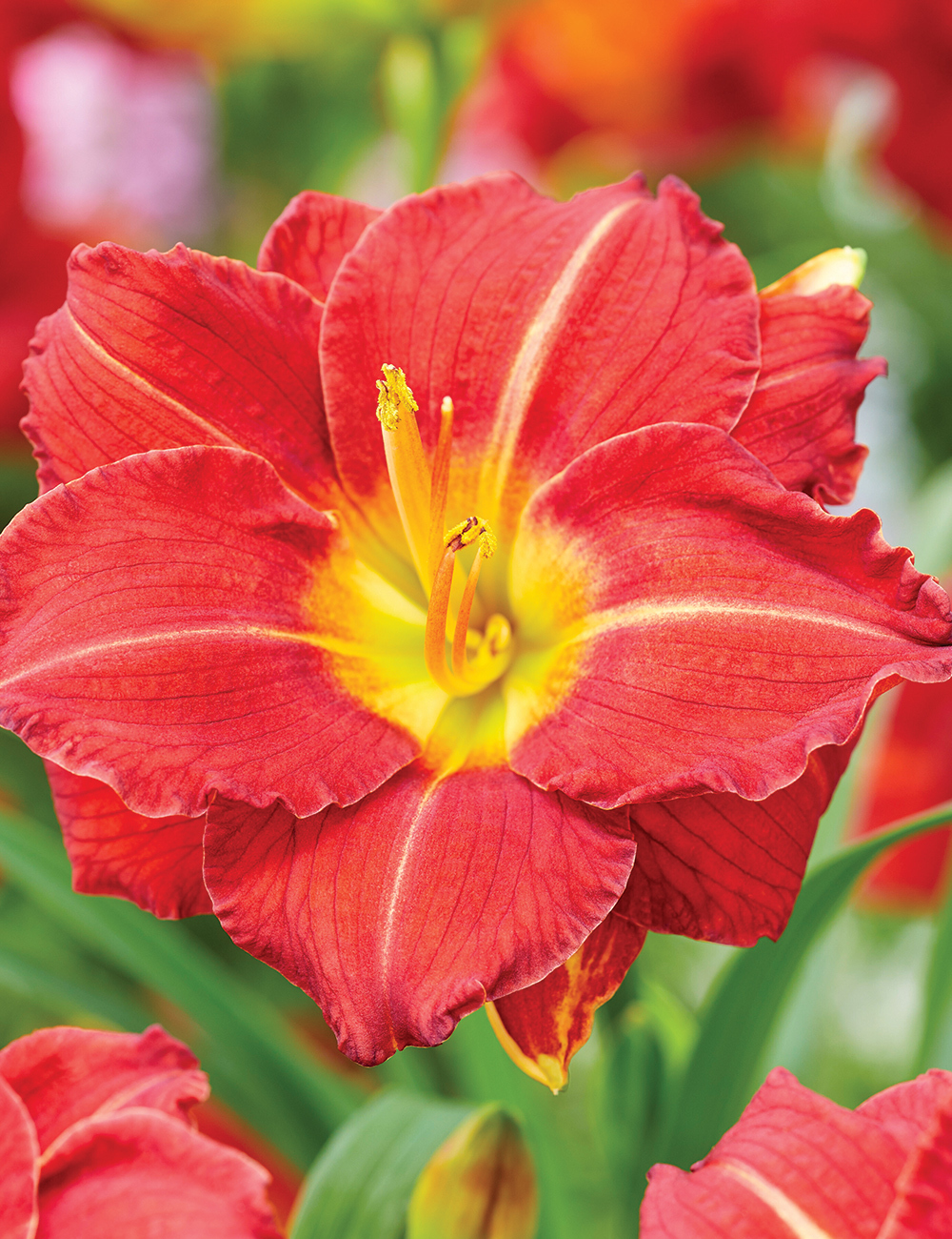 Reblooming Daylily 'Booby Ruby'