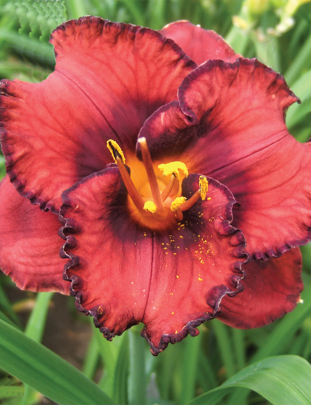 Reblooming Daylily 'Berrylicious'