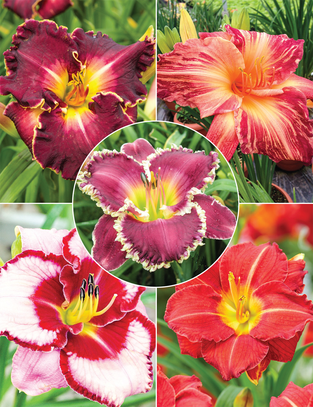 Reblooming Daylilies Collection