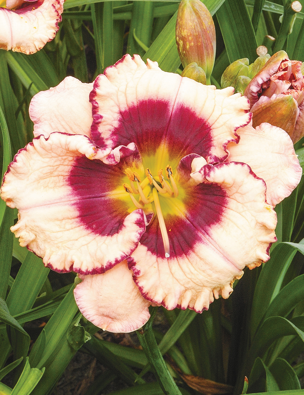 Reblooming Daylily 'Crystal Pinot'