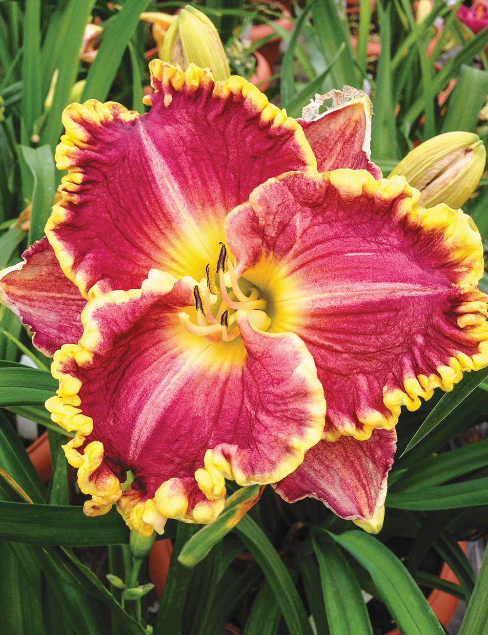 Reblooming Daylily 'Daria'