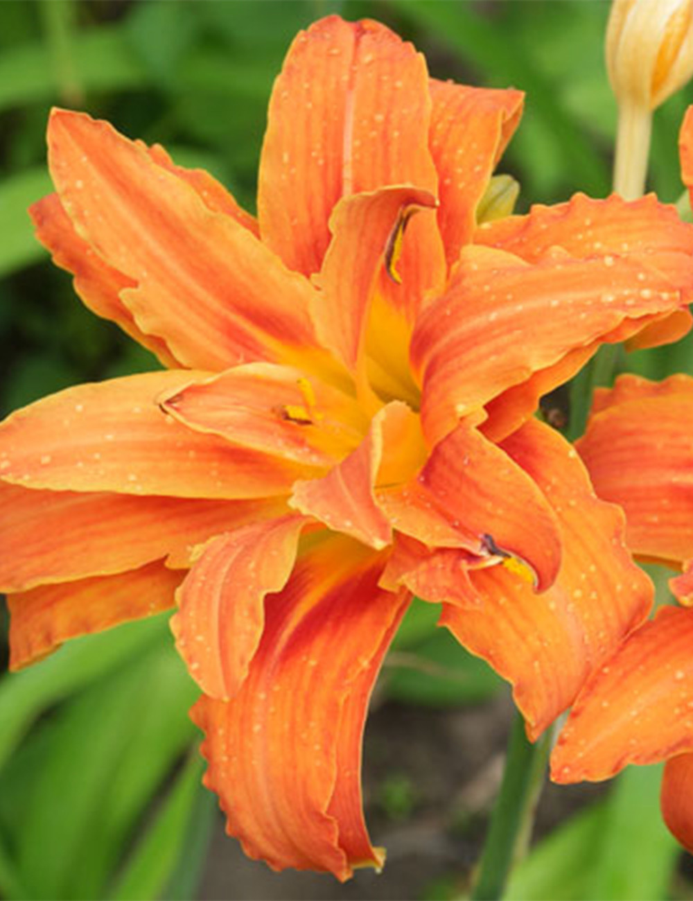 Daylily Double Burnt Orange