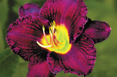 Daylilies Evening Enchantment