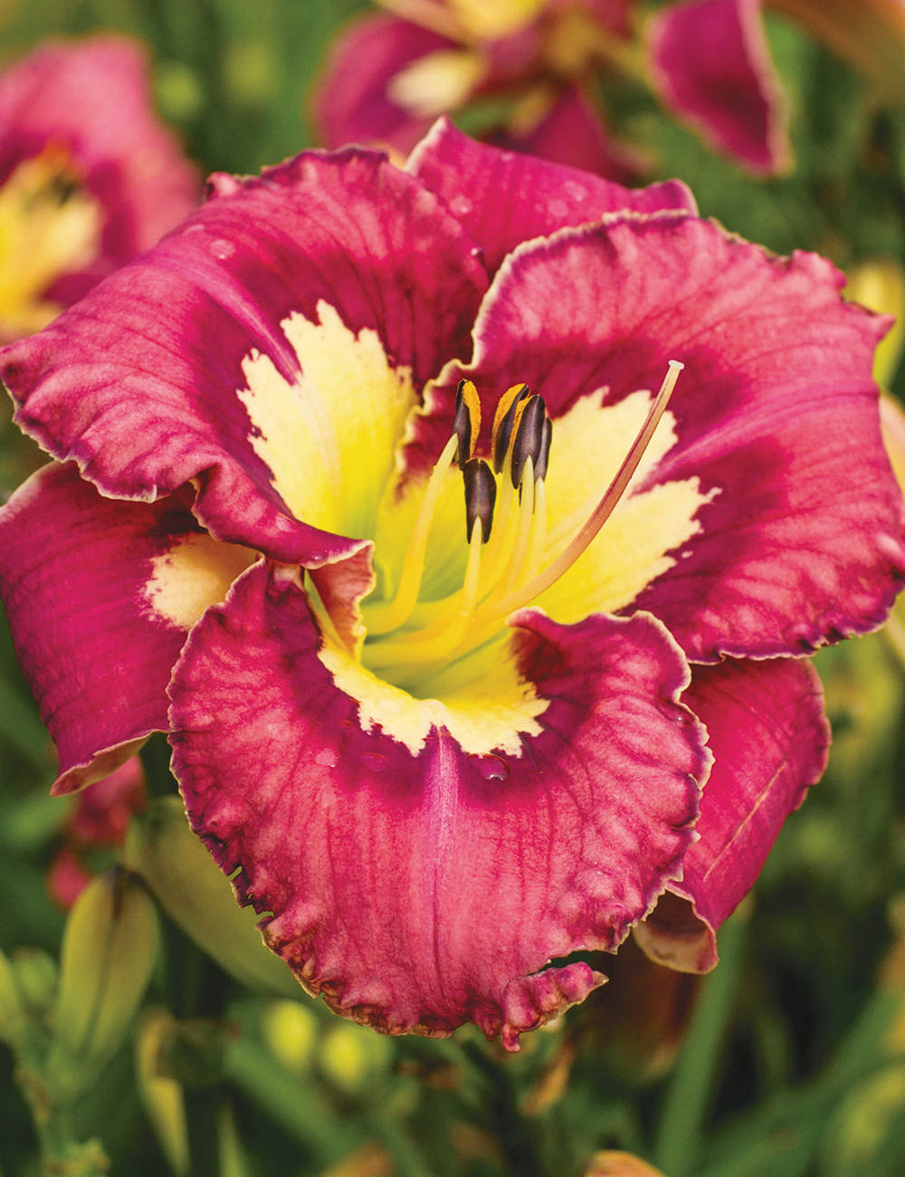 Reblooming Daylily 'Catcher in the Eye'