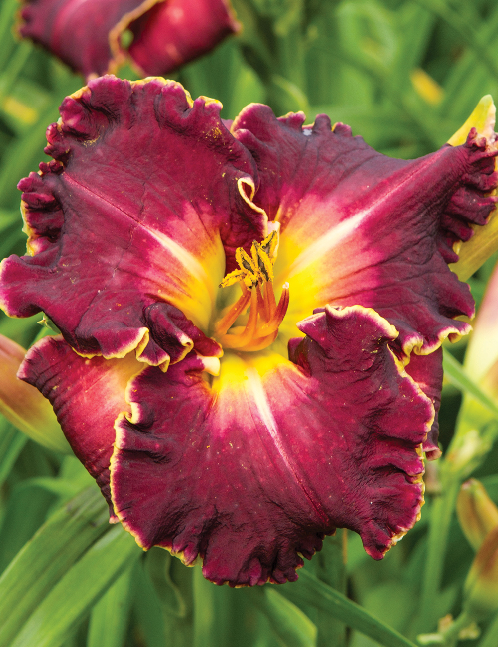 Reblooming Daylily 'Excellent'