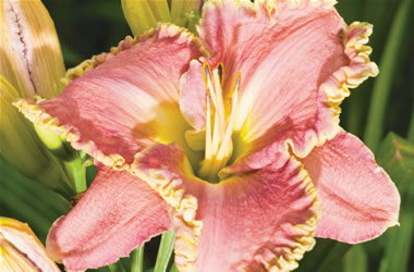 Daylily French Connection