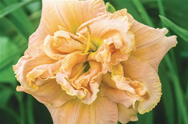Daylilies Heaven Scent