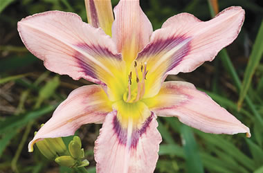 Daylilies Magnificent Hummingbird