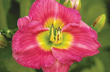 Daylilies Jeune Rose