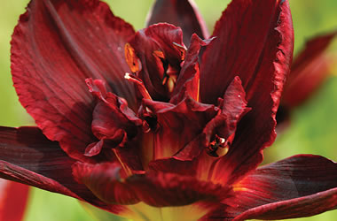 Daylilies Kolan Dee Jay