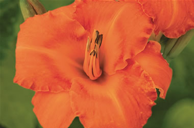 Daylily Carlee Longman