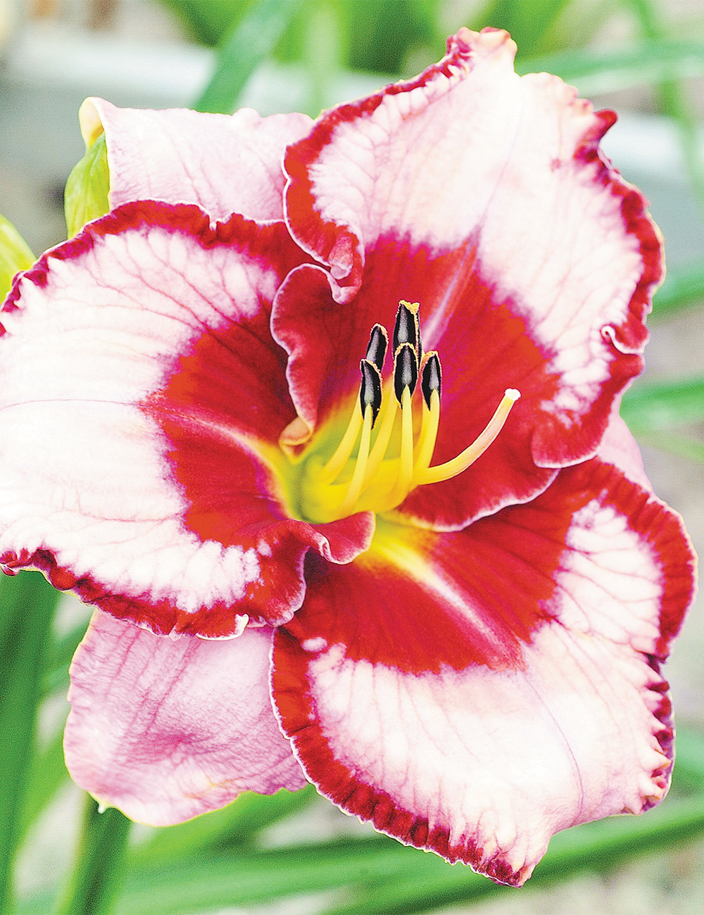 Daylily 'Lies and Lipstick'