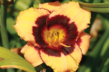 Daylilies Maleny Eyecatcher