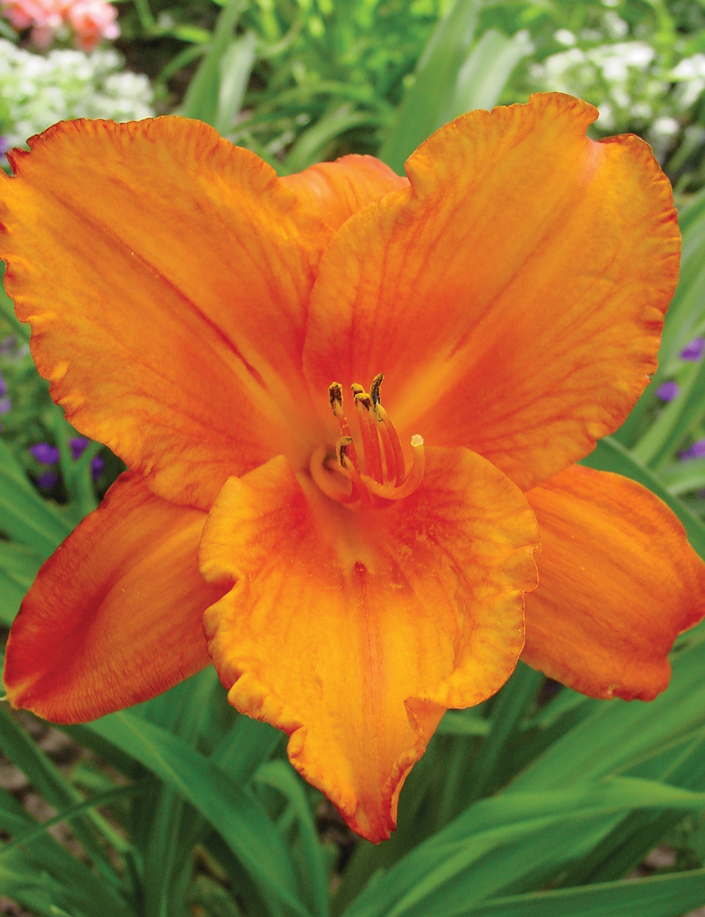 Reblooming Daylily 'My Reggae Tiger'