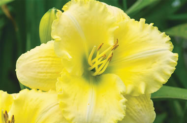Daylilies Maleny Treasure