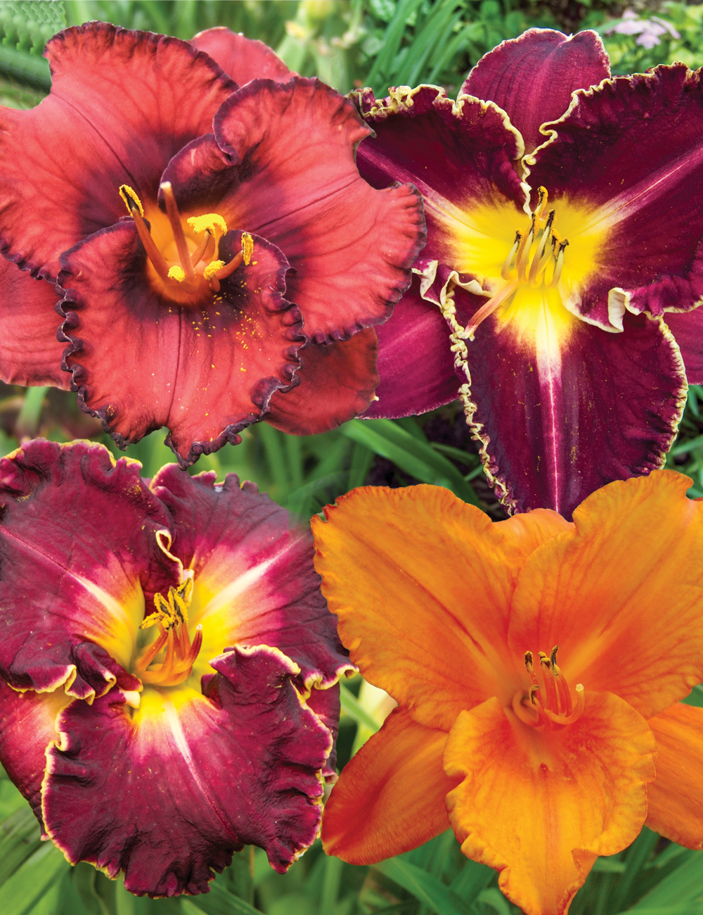 BULK BUY Daylilies Mixed