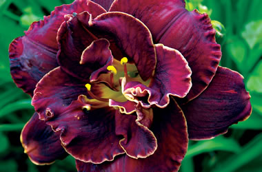 Daylilies Night Embers