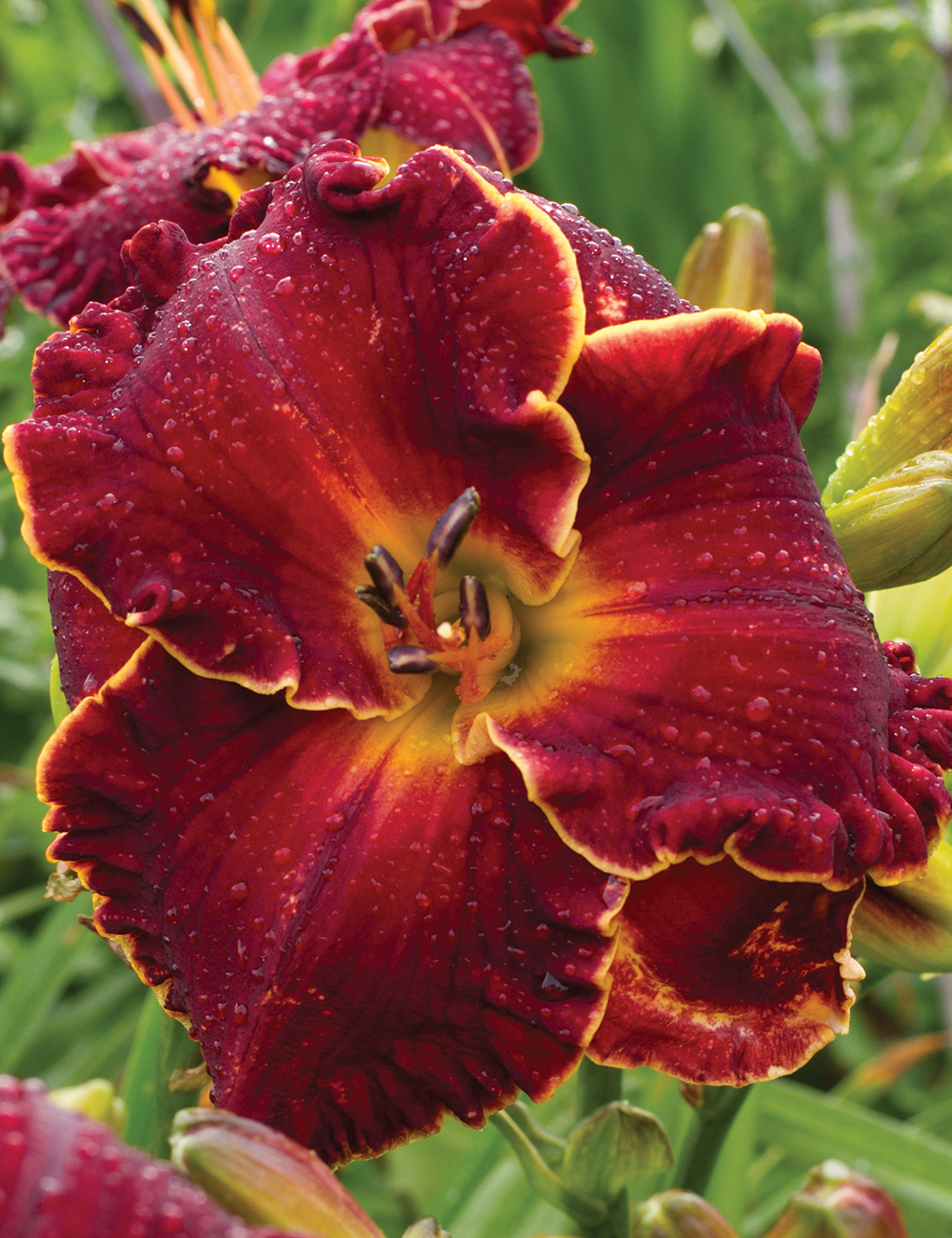 Reblooming Daylily 'Naughty Red'