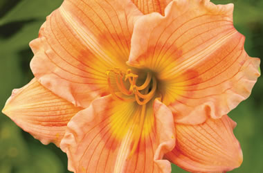 Daylily New York Follies