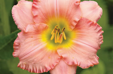 Daylily Pink Ambrosia