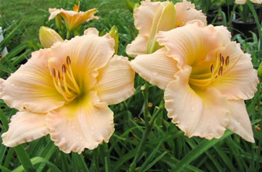 Daylily Pink Embrace