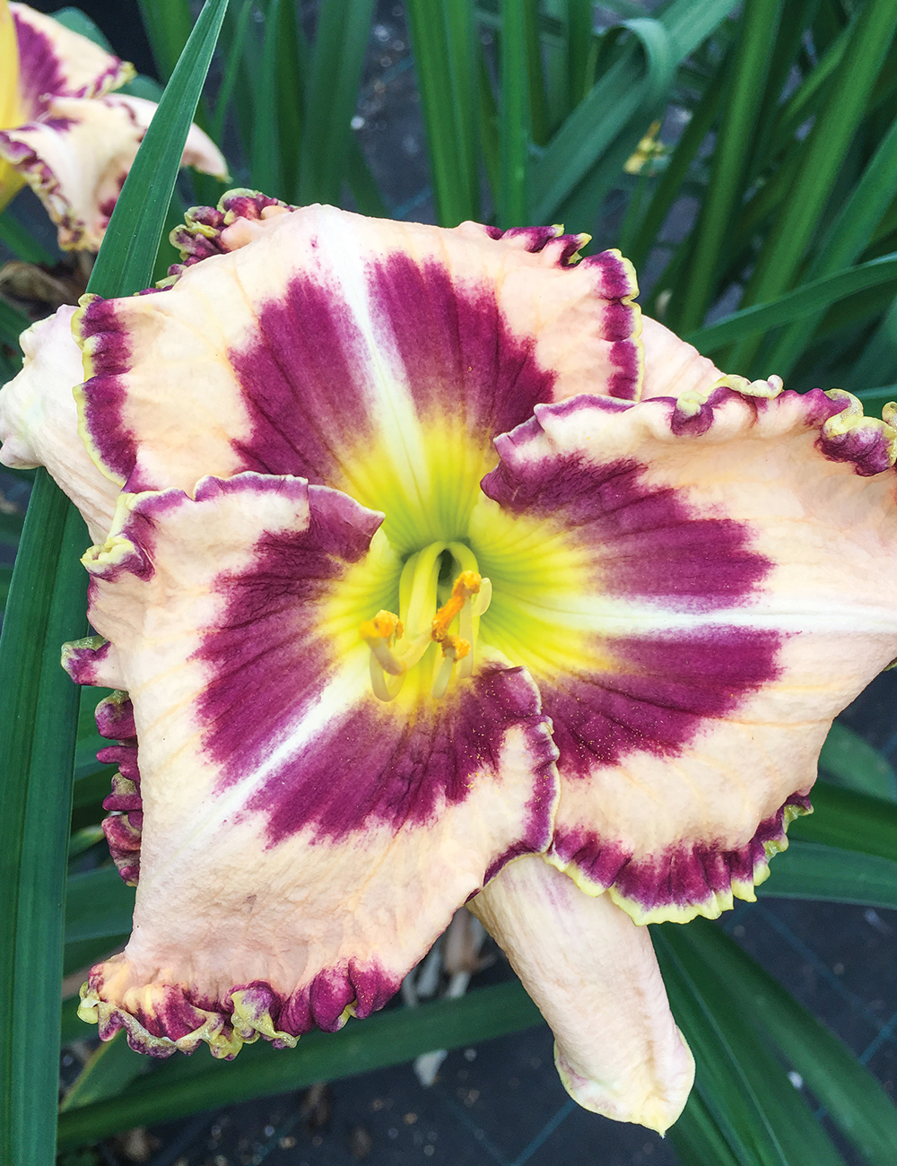 Reblooming Daylily 'Polestar'