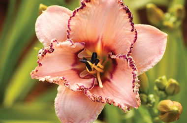 Daylilies Prickled Petals
