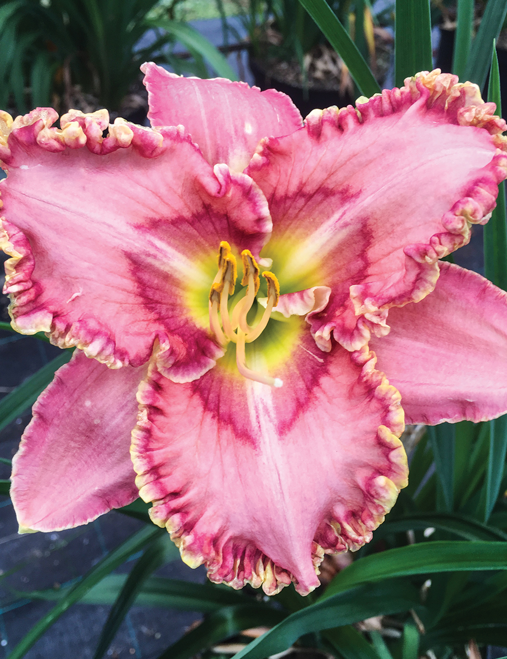 Reblooming Daylily 'Princess Tutu'