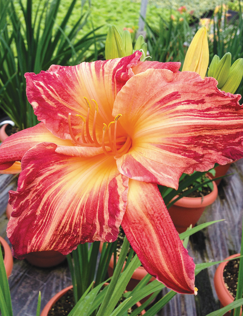 Daylily 'Pink Stripes'