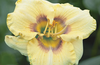 (4A) Daylily 'Enchanted Rainbow'