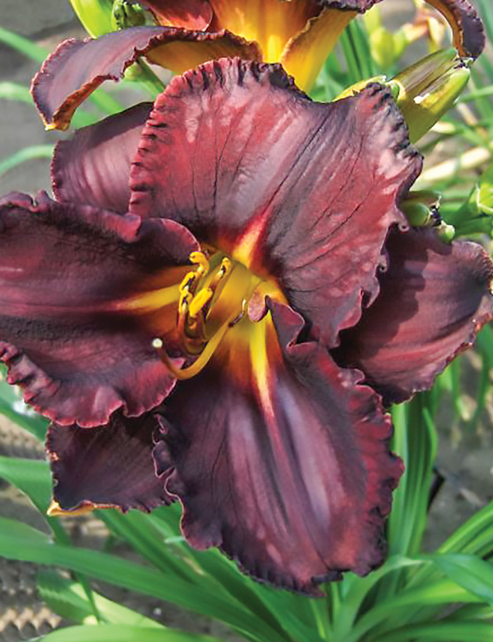 Reblooming Daylily 'Black Stockings'