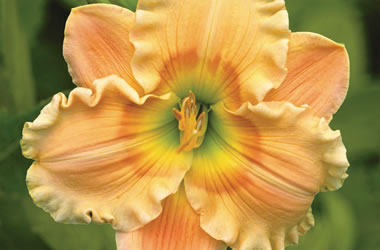 Daylily Sweet as Honey
