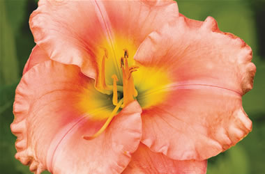 Daylilies Truly I Love Thee