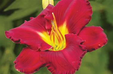 Daylily Texas Red