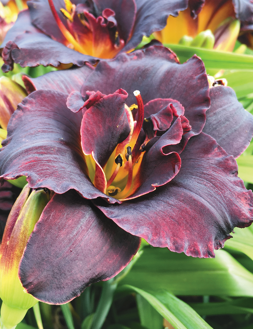 Reblooming Daylily 'Voodoo Dancer''