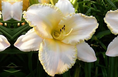 Daylily Wedding Band Tesselaar